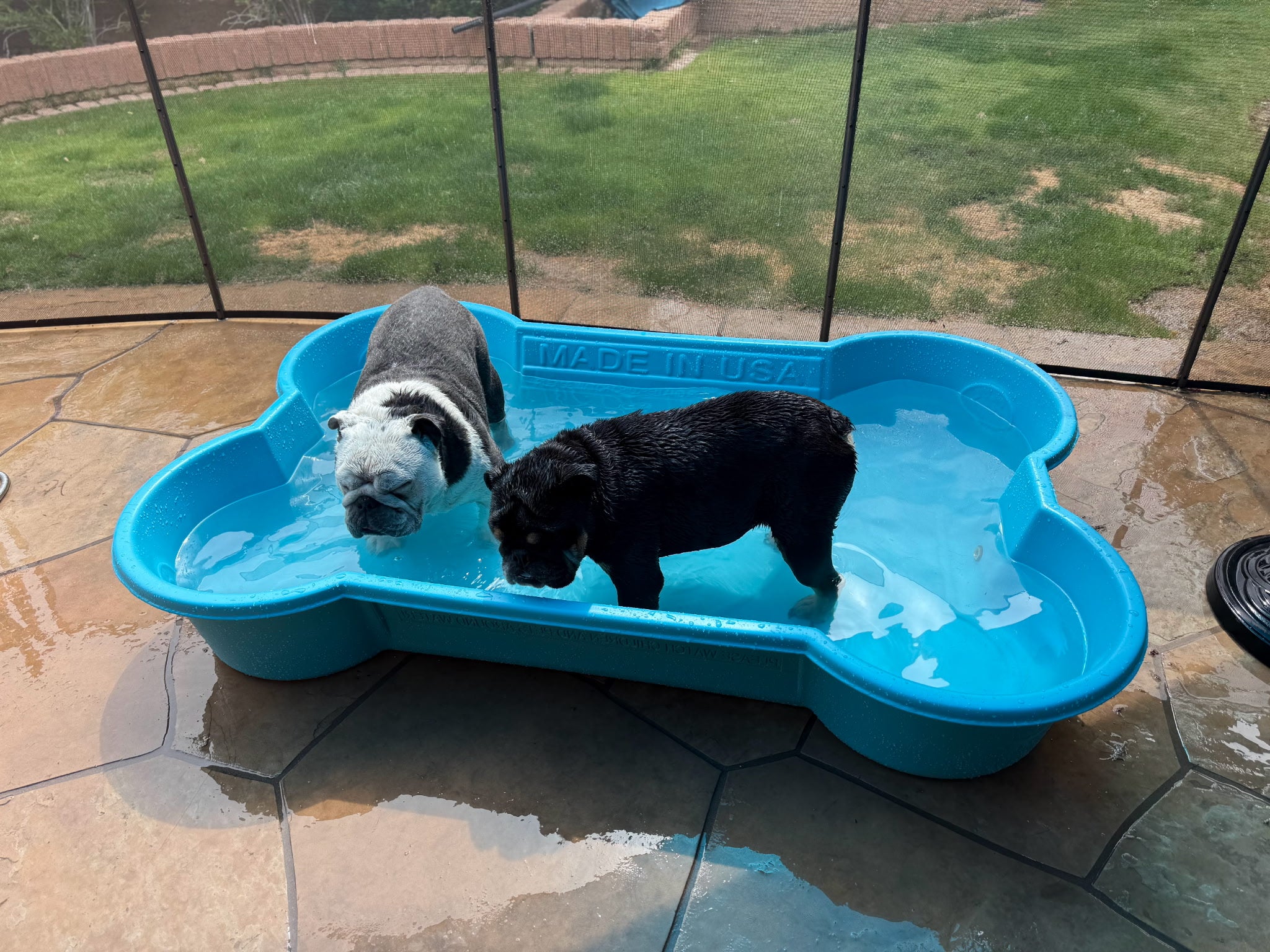 The Bone Pool